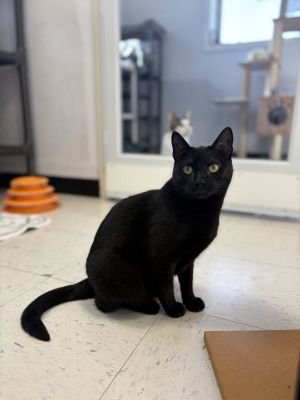 Aria, Adult Female Domestic Short Hair