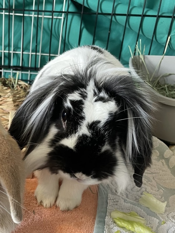 Harvey