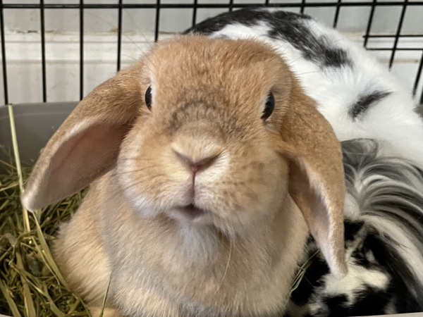 Hazel