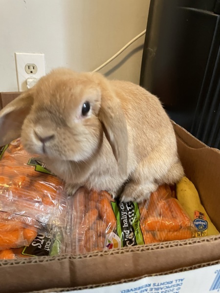 Hazel