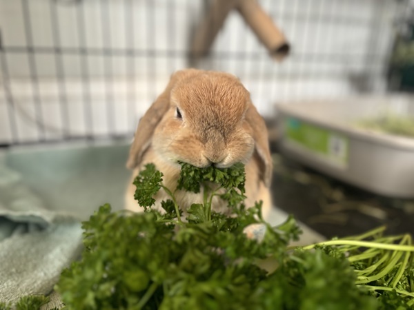 Hazel