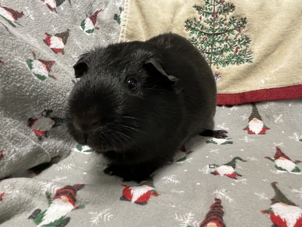 Wilbur
