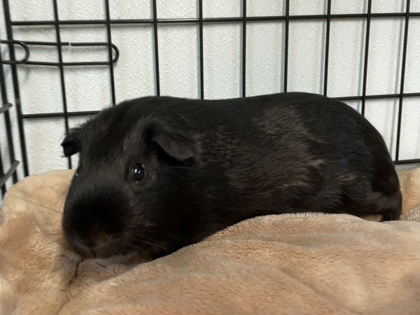 Wilbur
