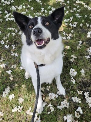 Eliza, Adult Female Border Collie