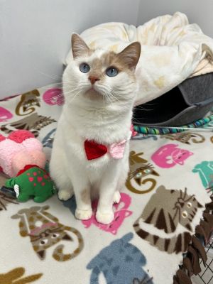 Paget, Adult Female Domestic Short Hair