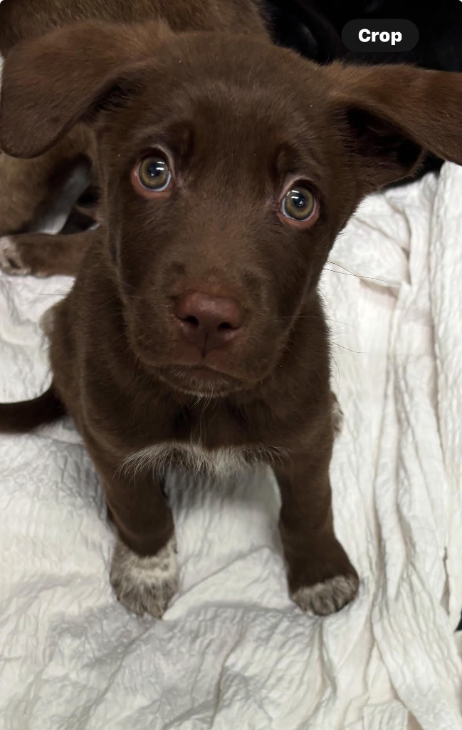 Hershey, an adoptable Labrador Retriever, Border Collie in Yellowknife, NT, X1A 2W5 | Photo Image 1