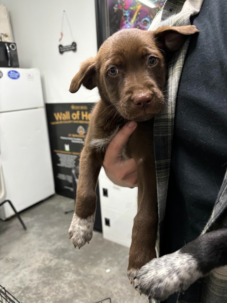 Hershey, an adoptable Labrador Retriever, Border Collie in Yellowknife, NT, X1A 2W5 | Photo Image 2