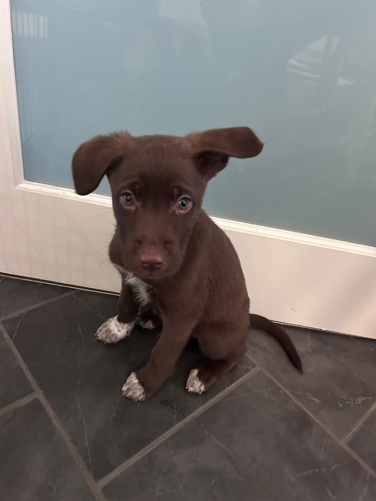 Hershey, an adoptable Labrador Retriever, Border Collie in Yellowknife, NT, X1A 2W5 | Photo Image 3