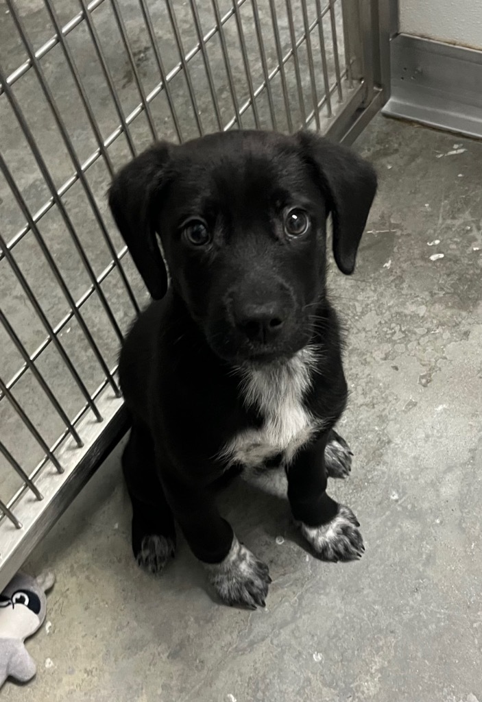 Aero, an adoptable Labrador Retriever, Border Collie in Yellowknife, NT, X1A 2W5 | Photo Image 1