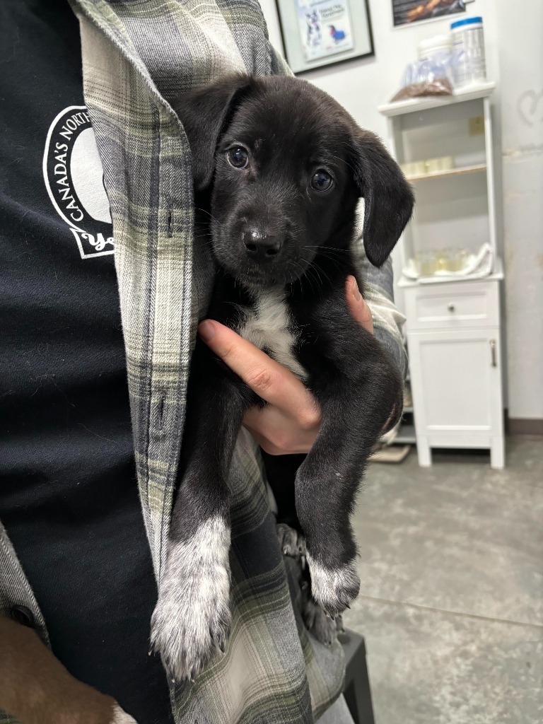 Aero, an adoptable Labrador Retriever, Border Collie in Yellowknife, NT, X1A 2W5 | Photo Image 2