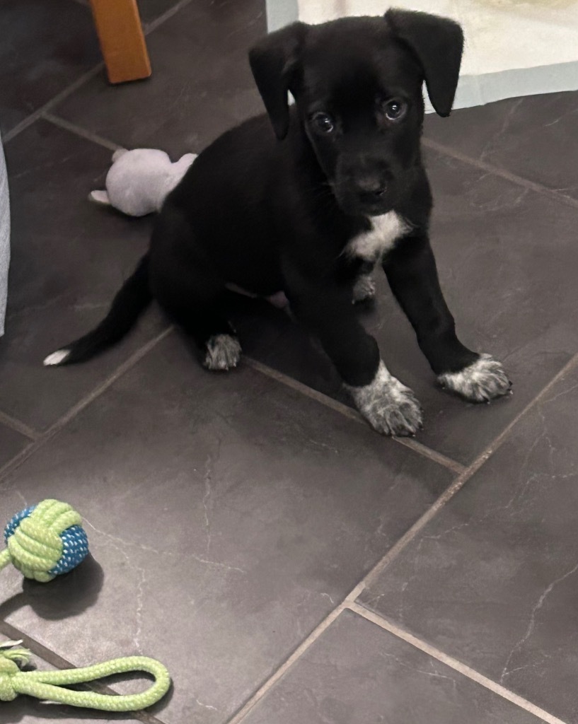 Aero, an adoptable Labrador Retriever, Border Collie in Yellowknife, NT, X1A 2W5 | Photo Image 3