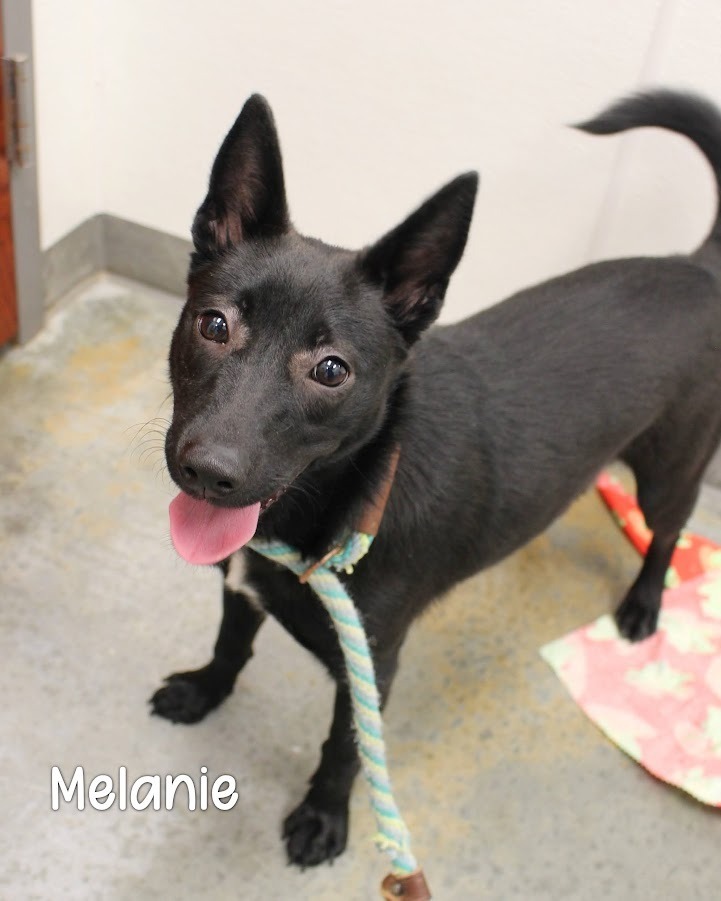 Melanie, an adoptable Schipperke, Terrier in Gautier, MS, 39553 | Photo Image 1