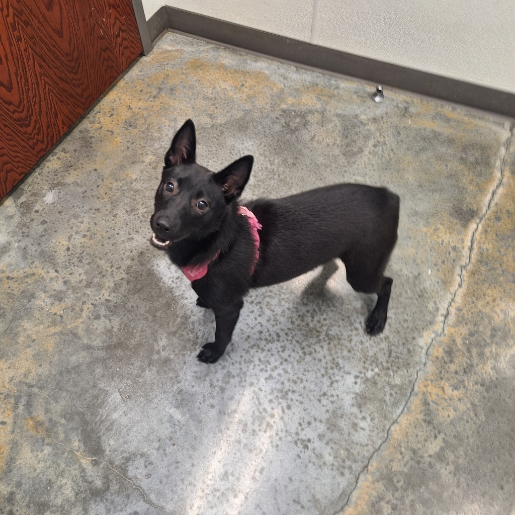 Melanie, an adoptable Schipperke, Terrier in Gautier, MS, 39553 | Photo Image 3