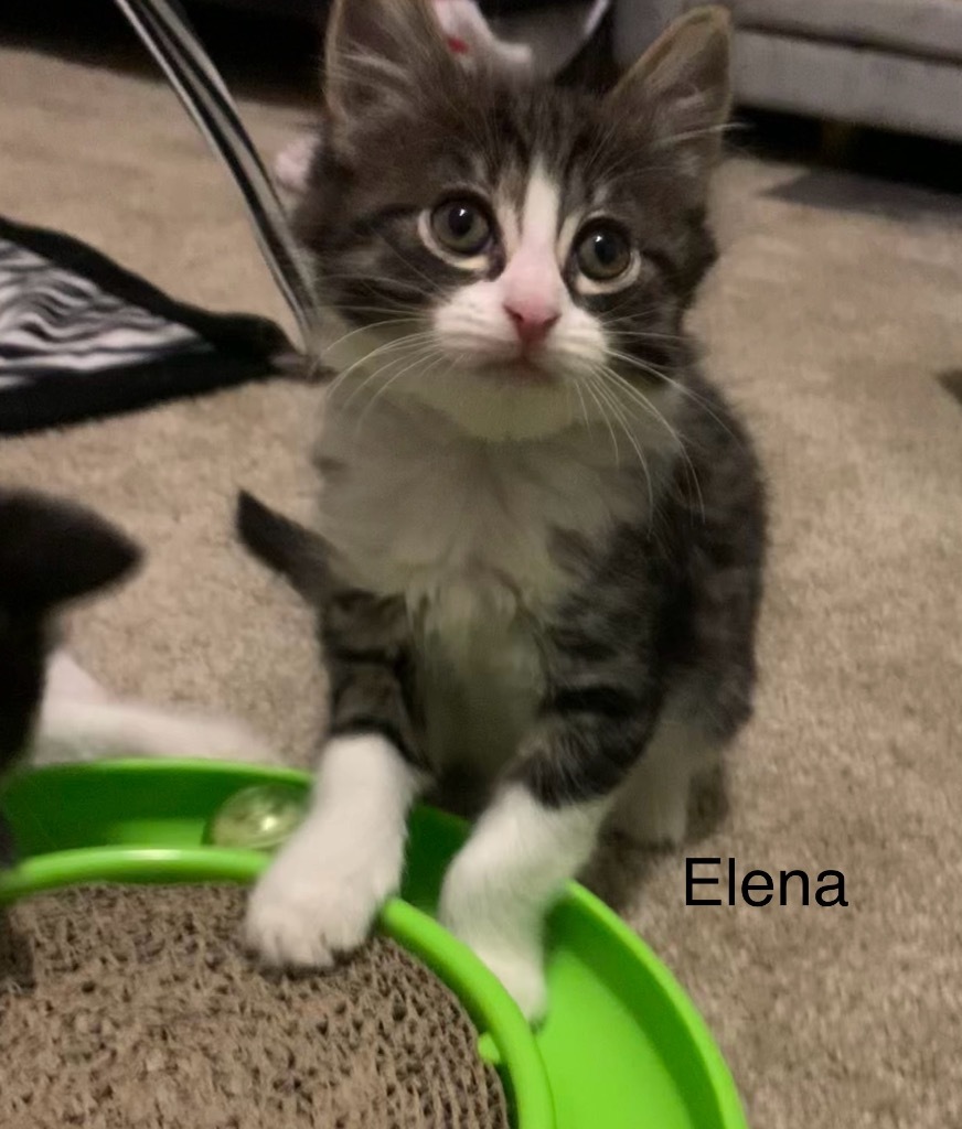 Elena