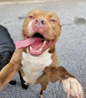 Jiko, Adult Male Mixed Breed