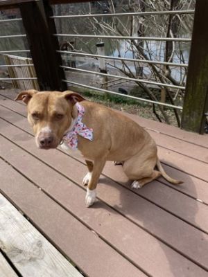 Meet Sagittarius a loving pup ready for a loving home This sweet 2-year-old 50-pound girl has com