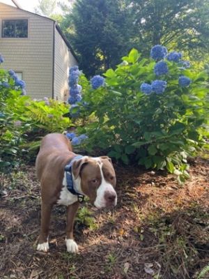 Capricorn is a big lovable guy with an even bigger heart He is 2 years old around 90 pounds and