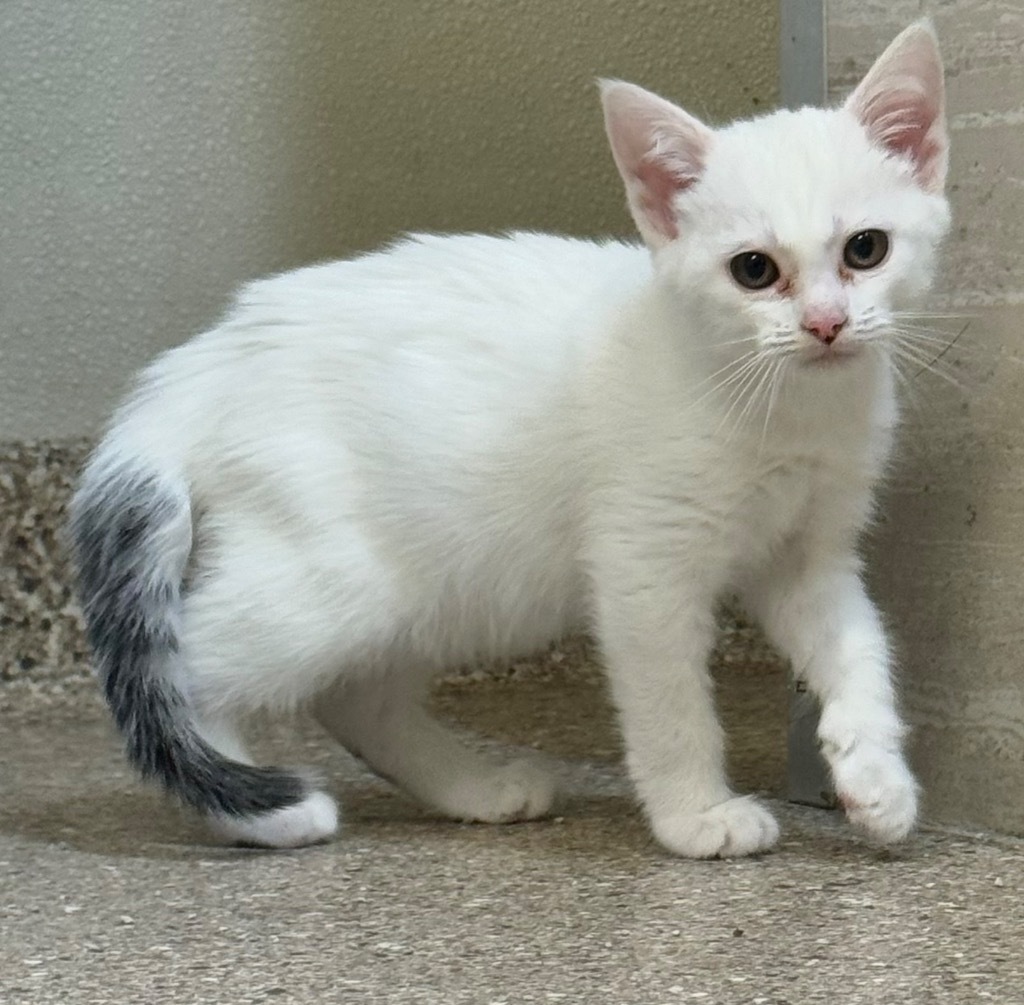 Willow, an adoptable Domestic Short Hair in Great Bend, KS, 67530 | Photo Image 1