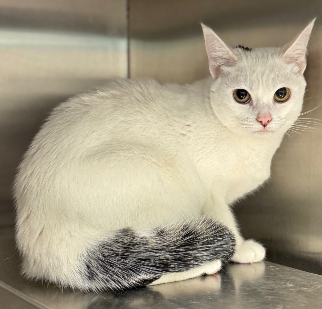 Willow, an adoptable Domestic Short Hair in Great Bend, KS, 67530 | Photo Image 1
