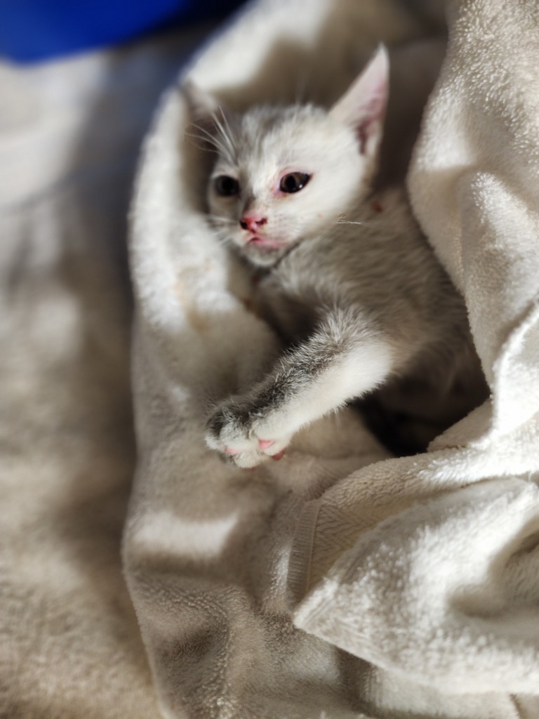 Willow, an adoptable Domestic Short Hair in Great Bend, KS, 67530 | Photo Image 2
