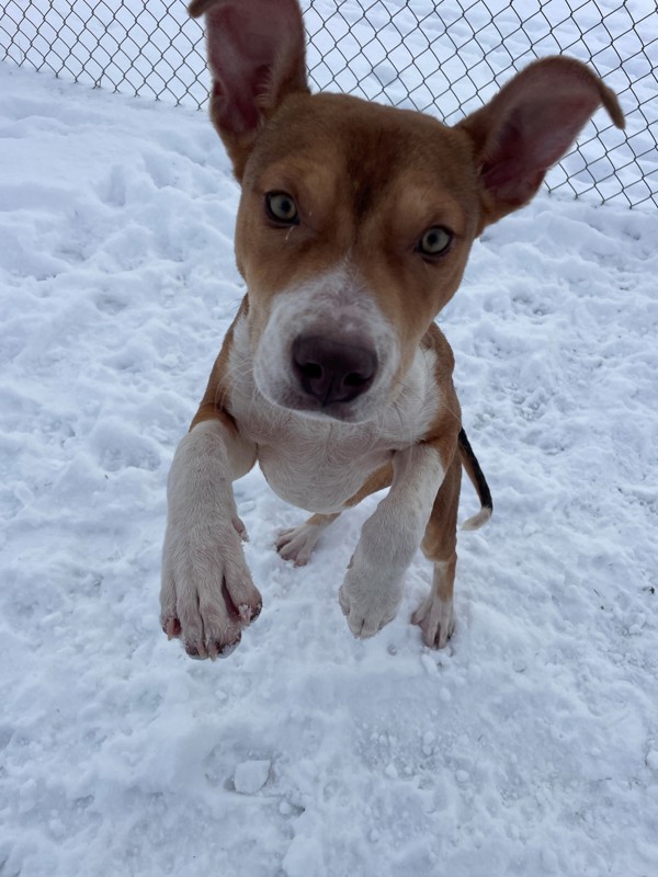 Rosco, an adoptable Mixed Breed in Great Falls, MT, 59405 | Photo Image 3