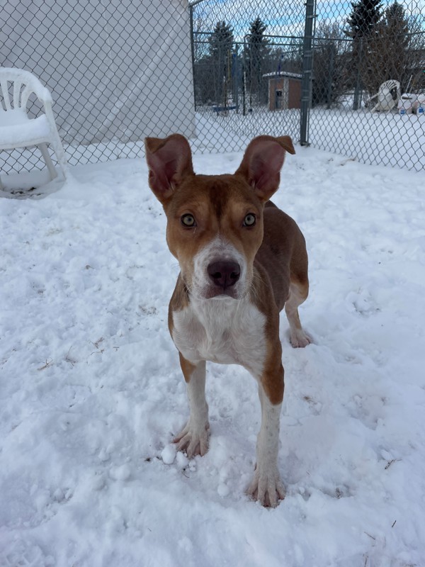 Rosco, an adoptable Mixed Breed in Great Falls, MT, 59405 | Photo Image 4