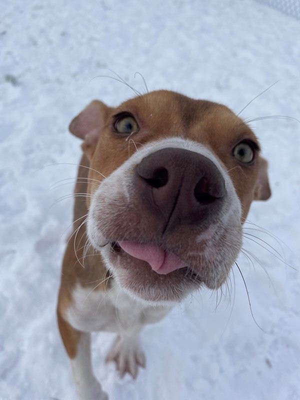 Rosco, an adoptable Mixed Breed in Great Falls, MT, 59405 | Photo Image 5