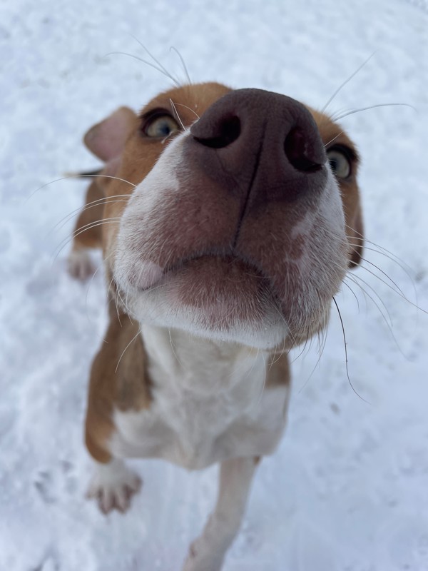 Rosco, an adoptable Mixed Breed in Great Falls, MT, 59405 | Photo Image 6