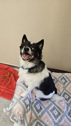 Suki, an adoptable Schipperke, American Eskimo Dog in Bellevue, WA, 98005 | Photo Image 1