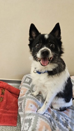 Suki, an adoptable Schipperke, American Eskimo Dog in Bellevue, WA, 98005 | Photo Image 2