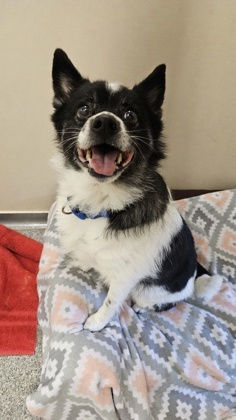 Suki, an adoptable Schipperke, American Eskimo Dog in Bellevue, WA, 98005 | Photo Image 3