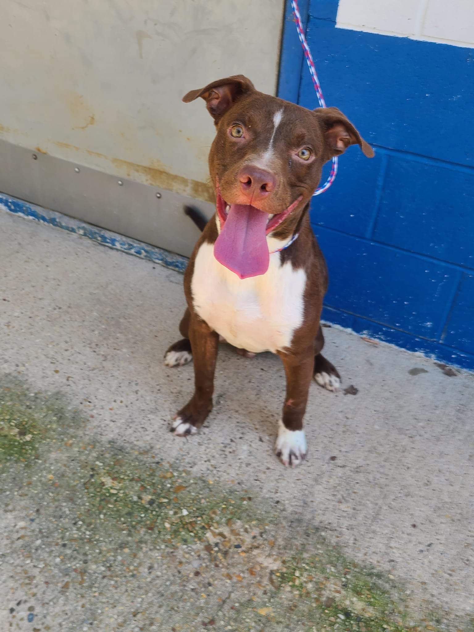 Pork Chop, an adoptable Labrador Retriever, Pit Bull Terrier in Midway, UT, 84049 | Photo Image 1
