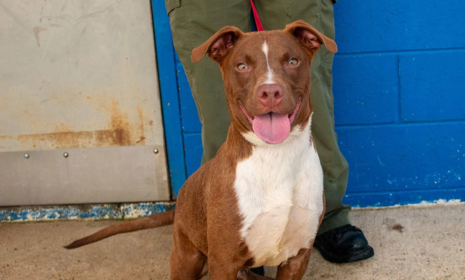 Pork Chop, an adoptable Labrador Retriever, Pit Bull Terrier in Midway, UT, 84049 | Photo Image 2
