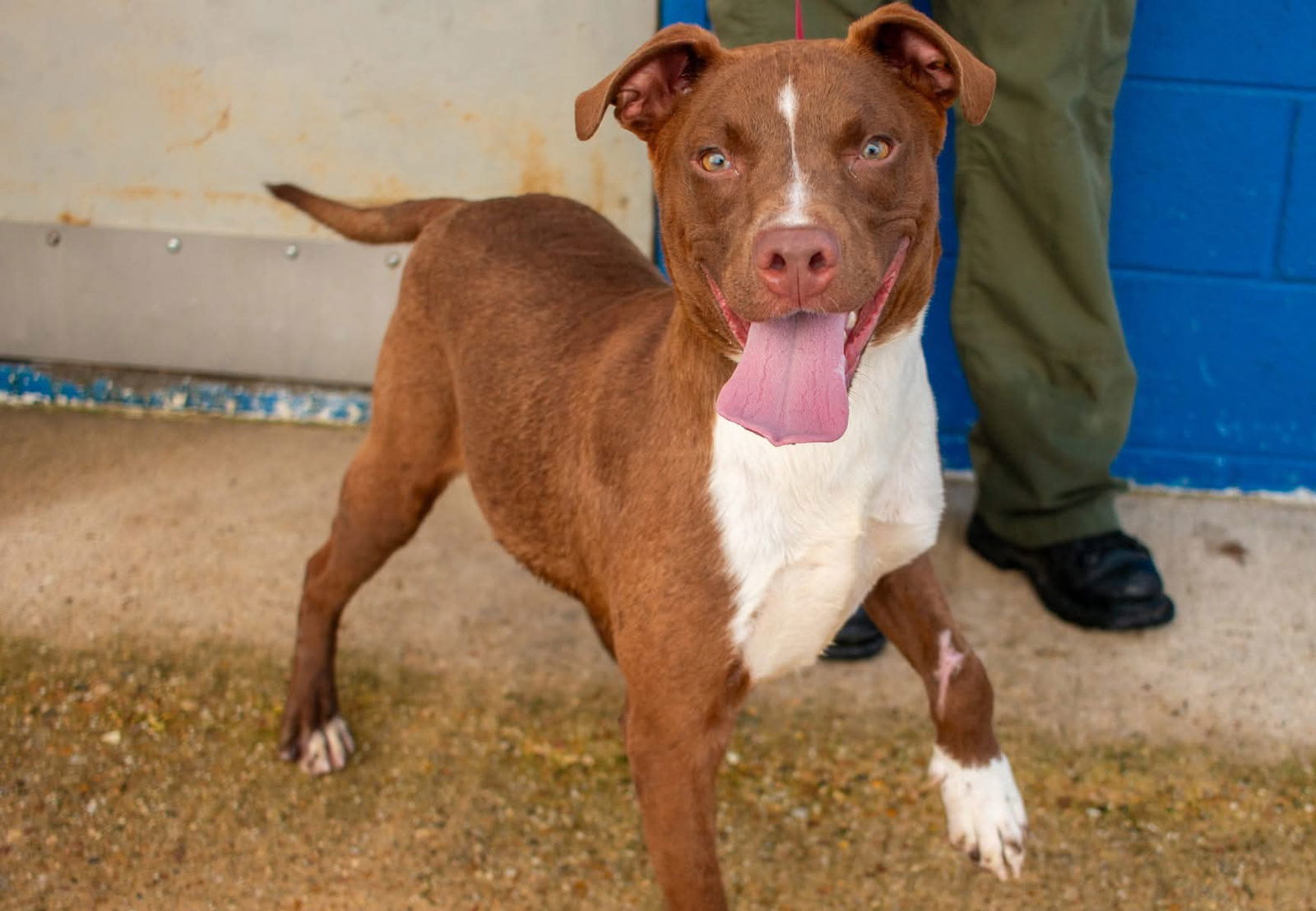 Pork Chop, an adoptable Labrador Retriever, Pit Bull Terrier in Midway, UT, 84049 | Photo Image 3