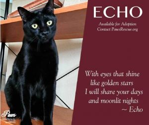 Echo, Young Male Domestic Short Hair