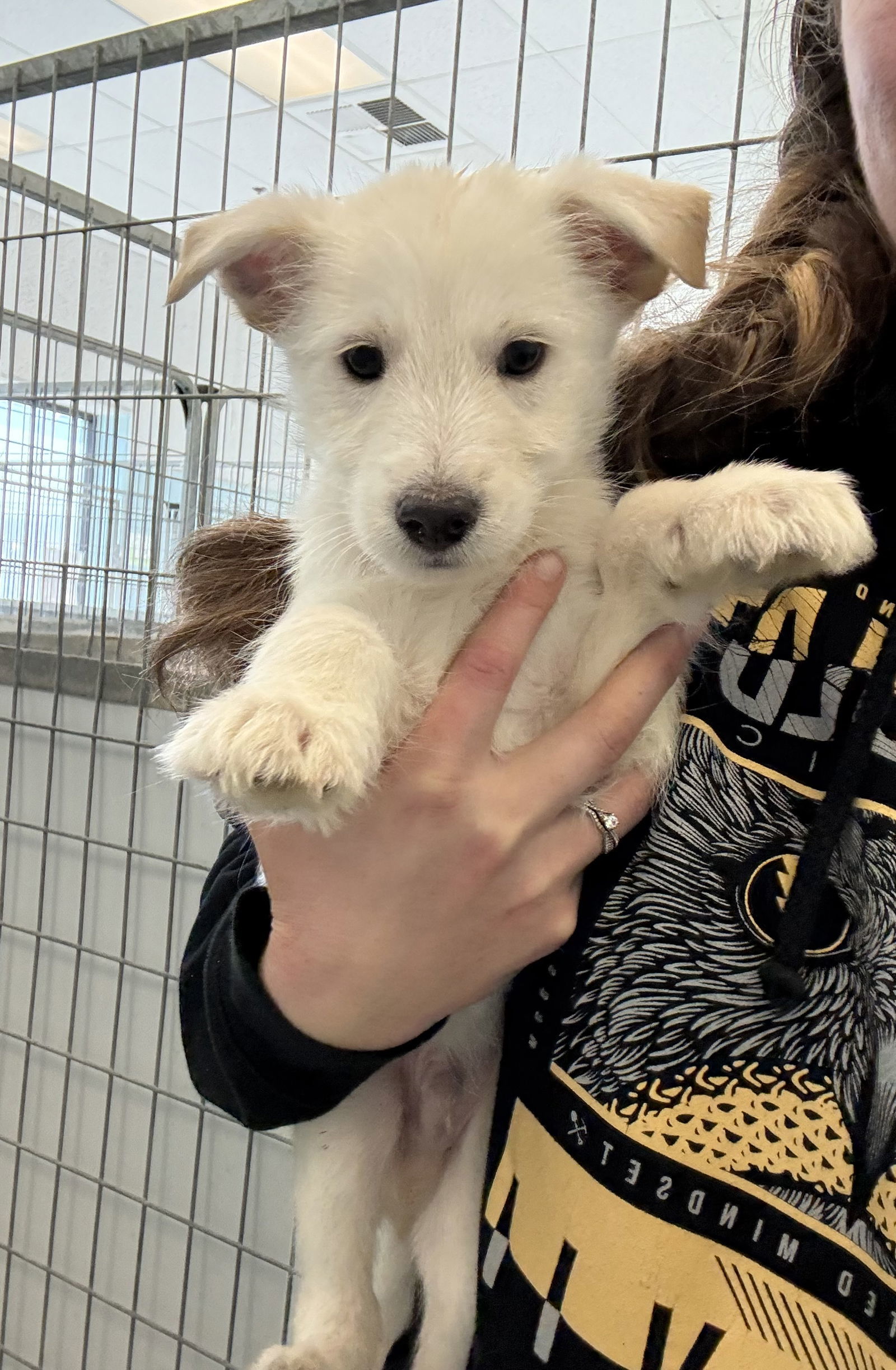 KENN, an adoptable Schnauzer, Portuguese Podengo in Chico, CA, 95973 | Photo Image 2