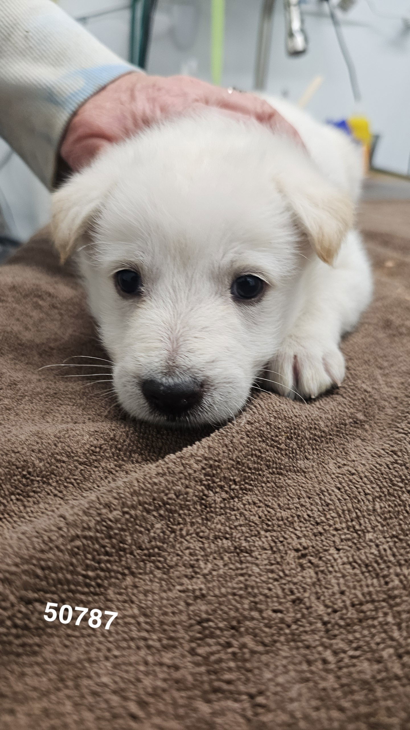 KENN, an adoptable Schnauzer, Portuguese Podengo in Chico, CA, 95973 | Photo Image 3