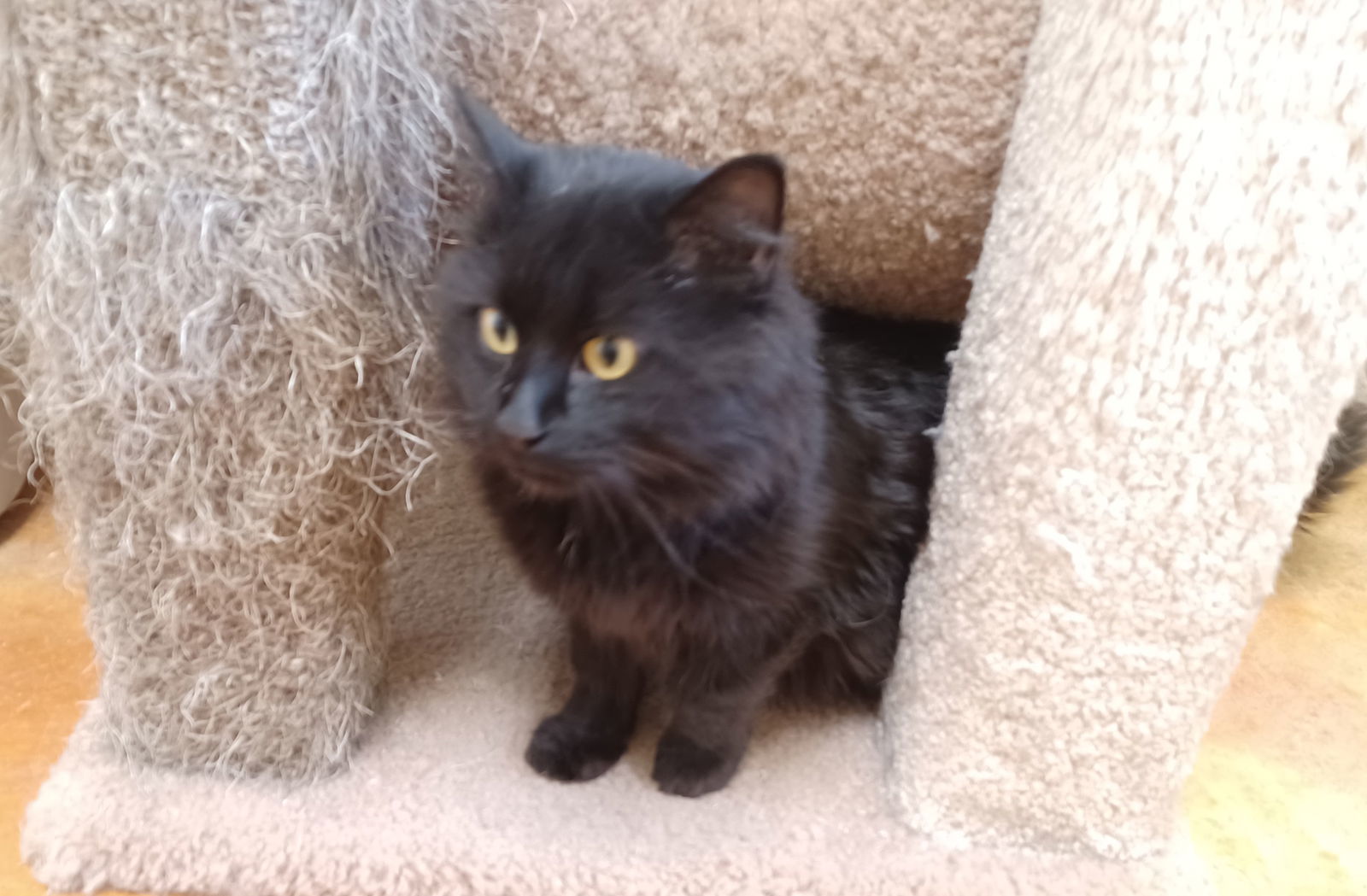 Blackie