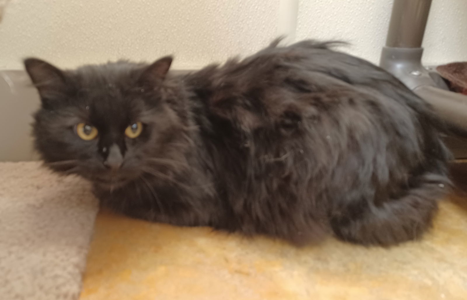 Blackie