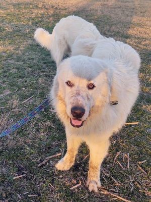 Buckaroo Samboy DFW, Adult Male Great Pyrenees