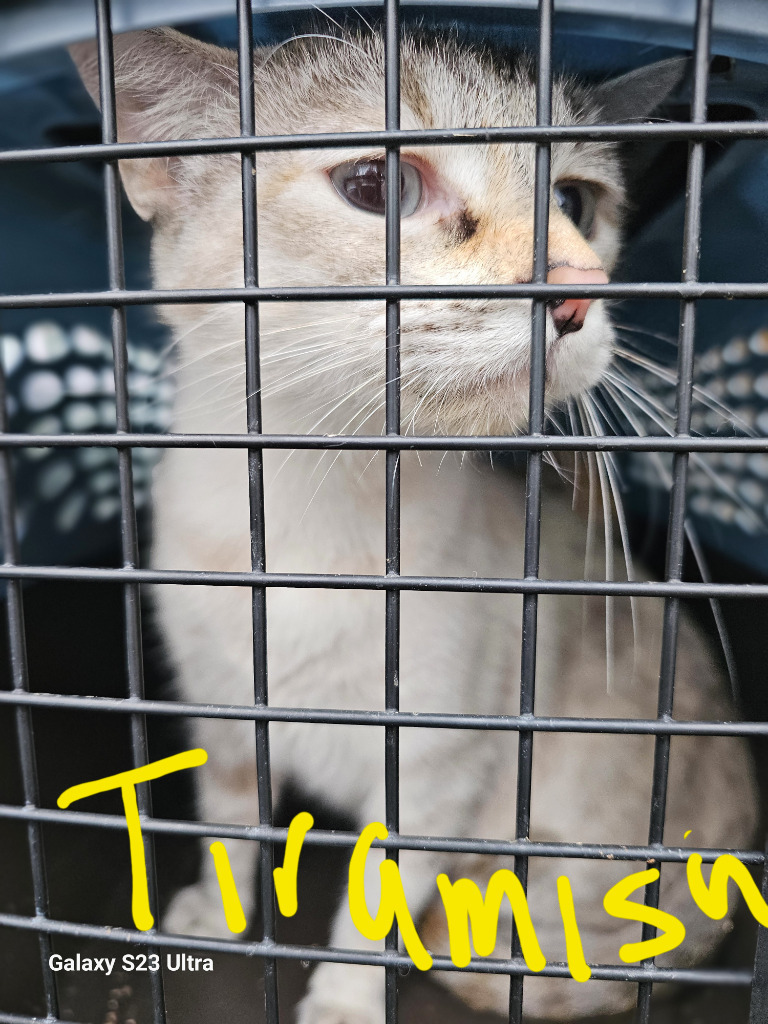 Tiramisu, an adoptable Domestic Short Hair in The Dalles, OR, 97058 | Photo Image 2