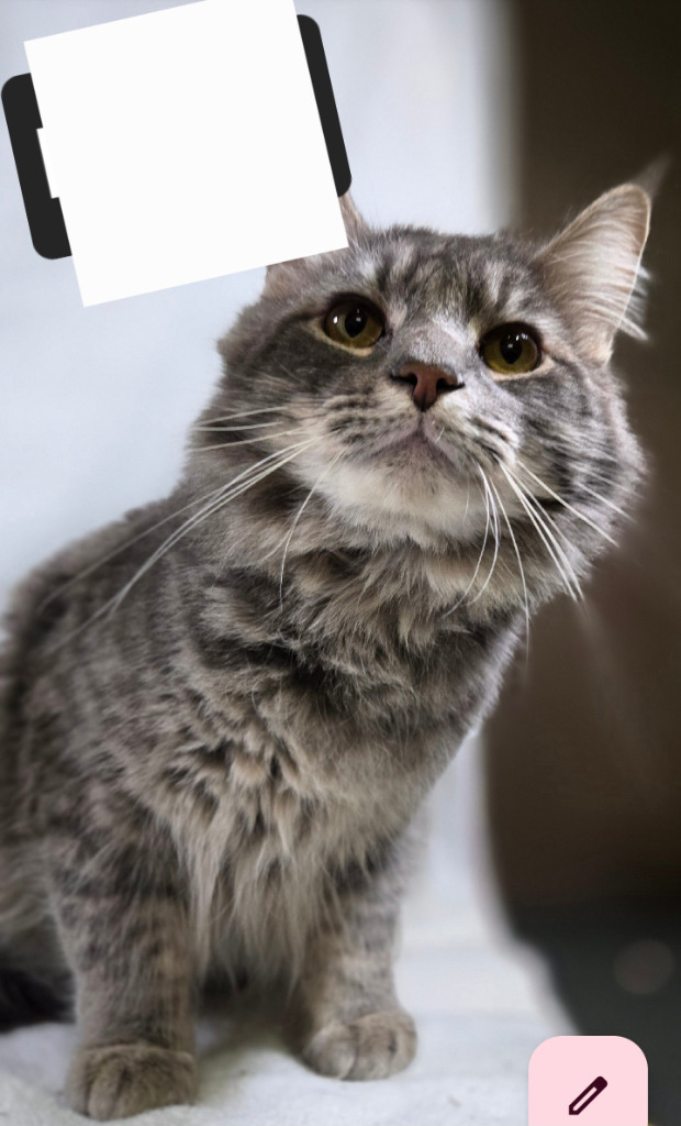 Jupiter, an adoptable Domestic Long Hair in The Dalles, OR, 97058 | Photo Image 1