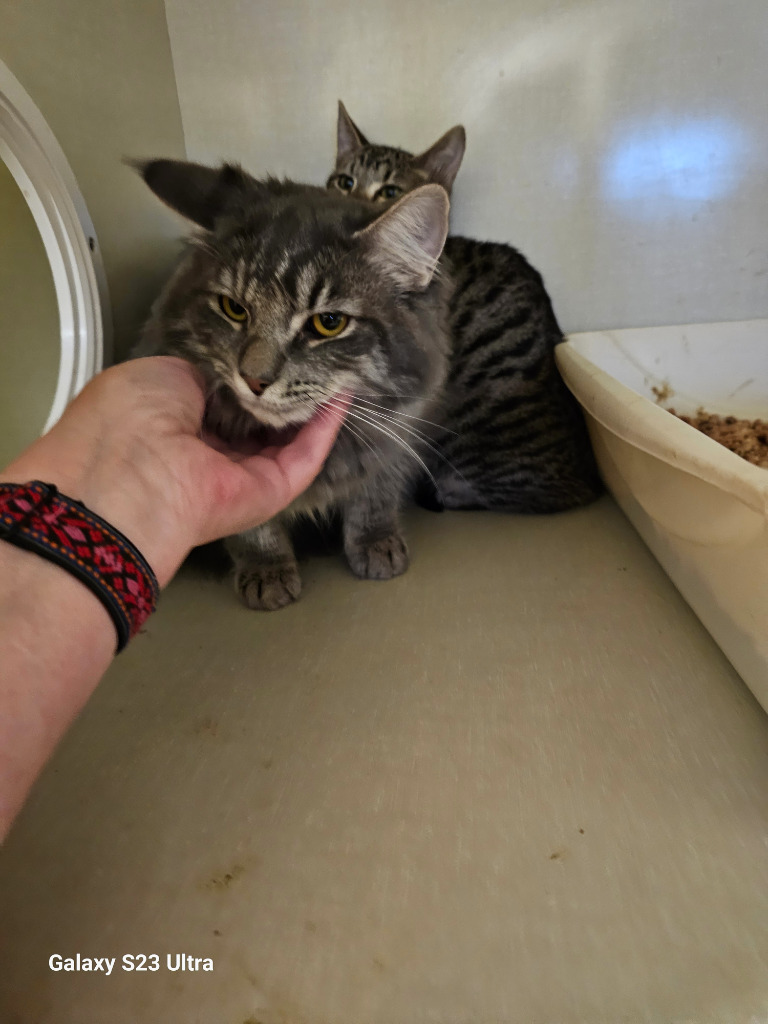 Jupiter, an adoptable Domestic Long Hair in The Dalles, OR, 97058 | Photo Image 2