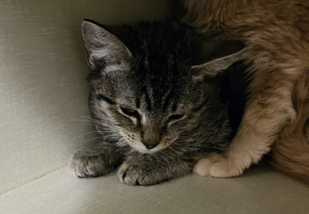Taz, an adoptable Domestic Short Hair in The Dalles, OR, 97058 | Photo Image 1