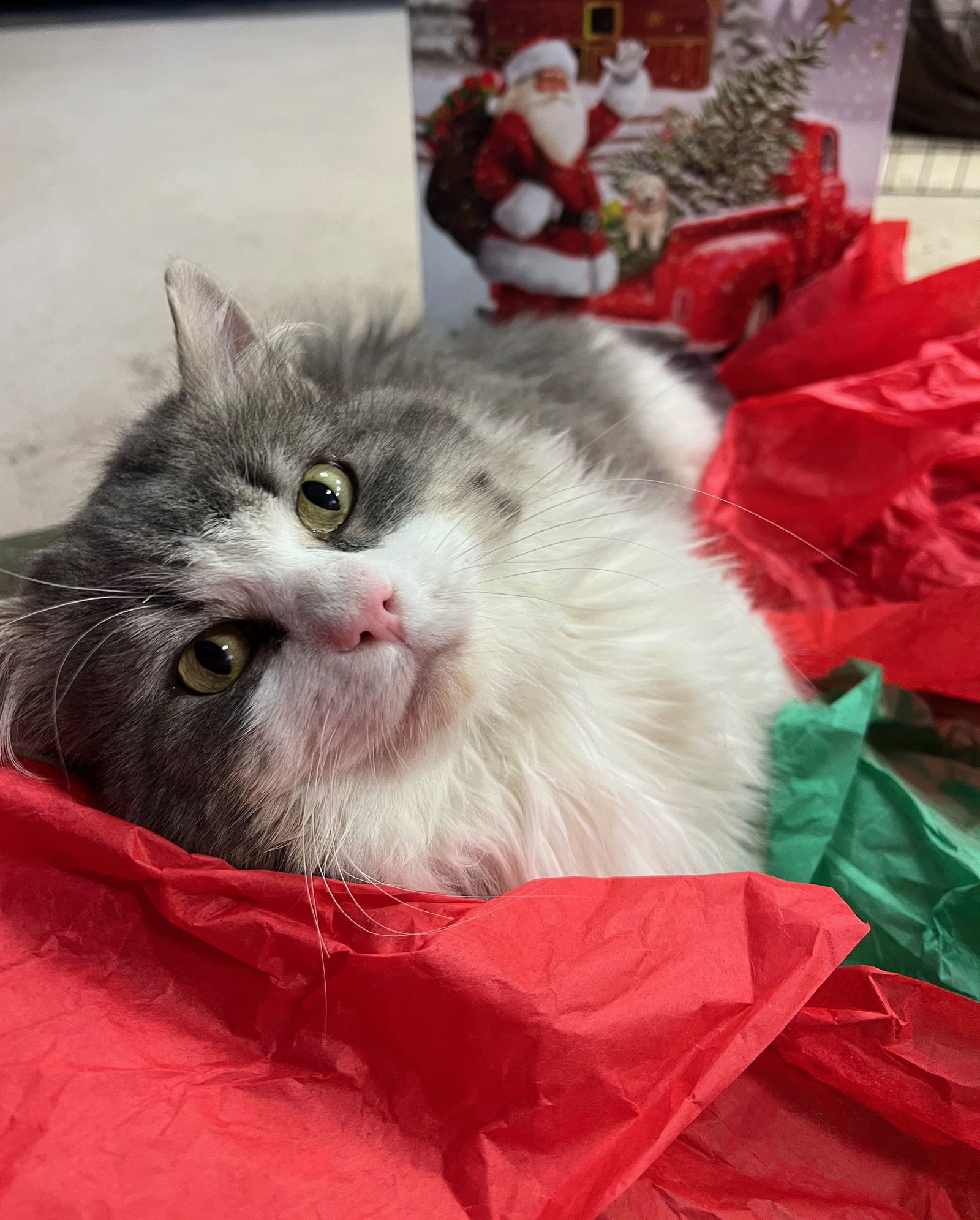 Sweets, an adoptable Domestic Long Hair in Fort Collins, CO, 80524 | Photo Image 1