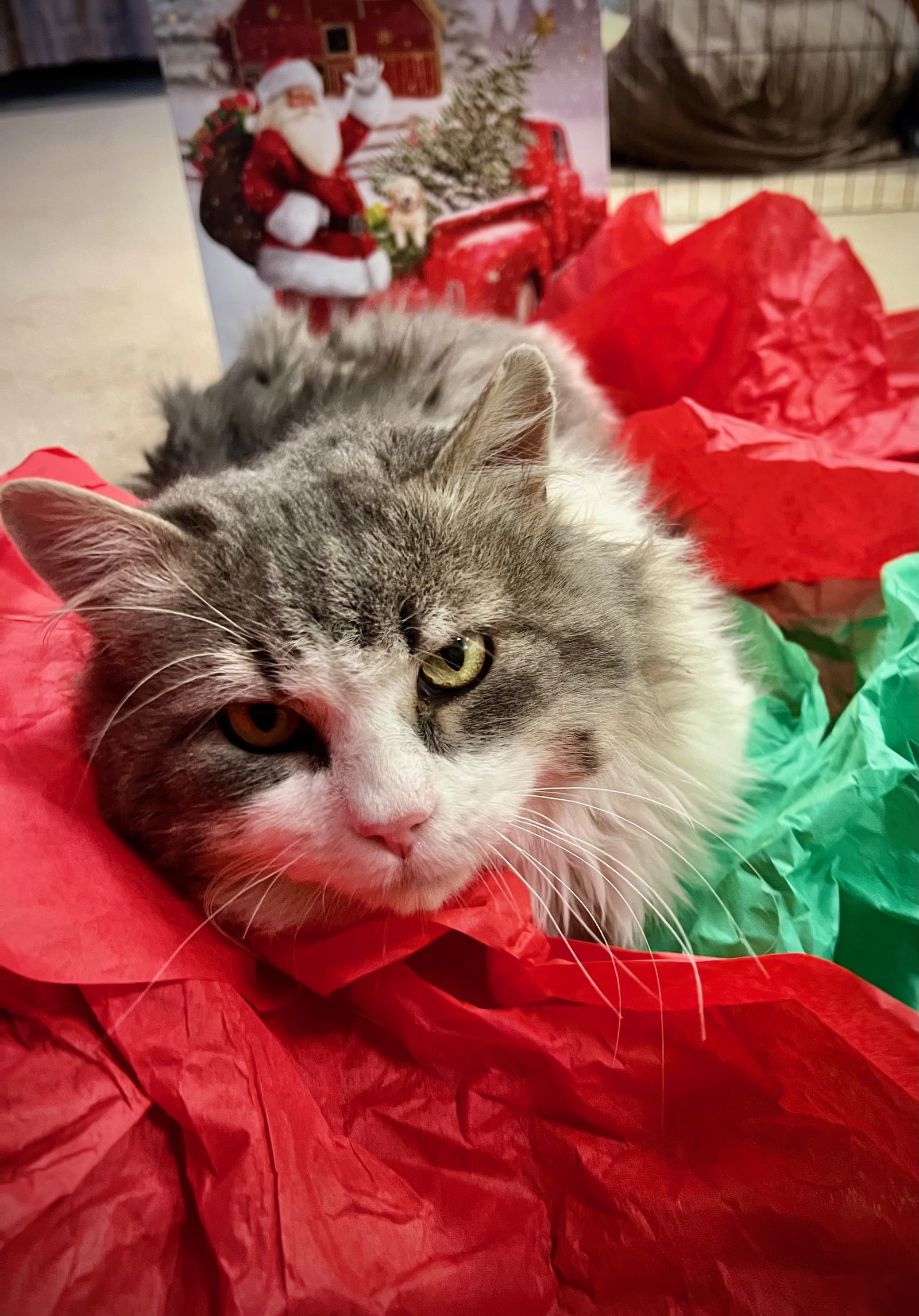 Sweets, an adoptable Domestic Long Hair in Fort Collins, CO, 80524 | Photo Image 2