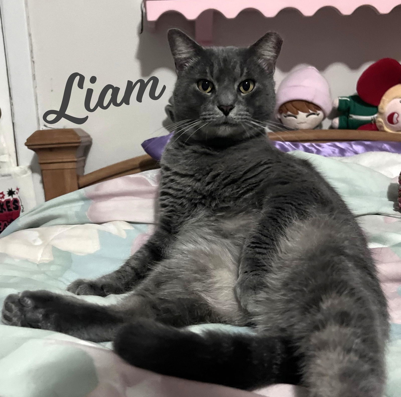 Liam #wooly-wonder, an adoptable Chartreux, British Shorthair in Houston, TX, 77005 | Photo Image 1