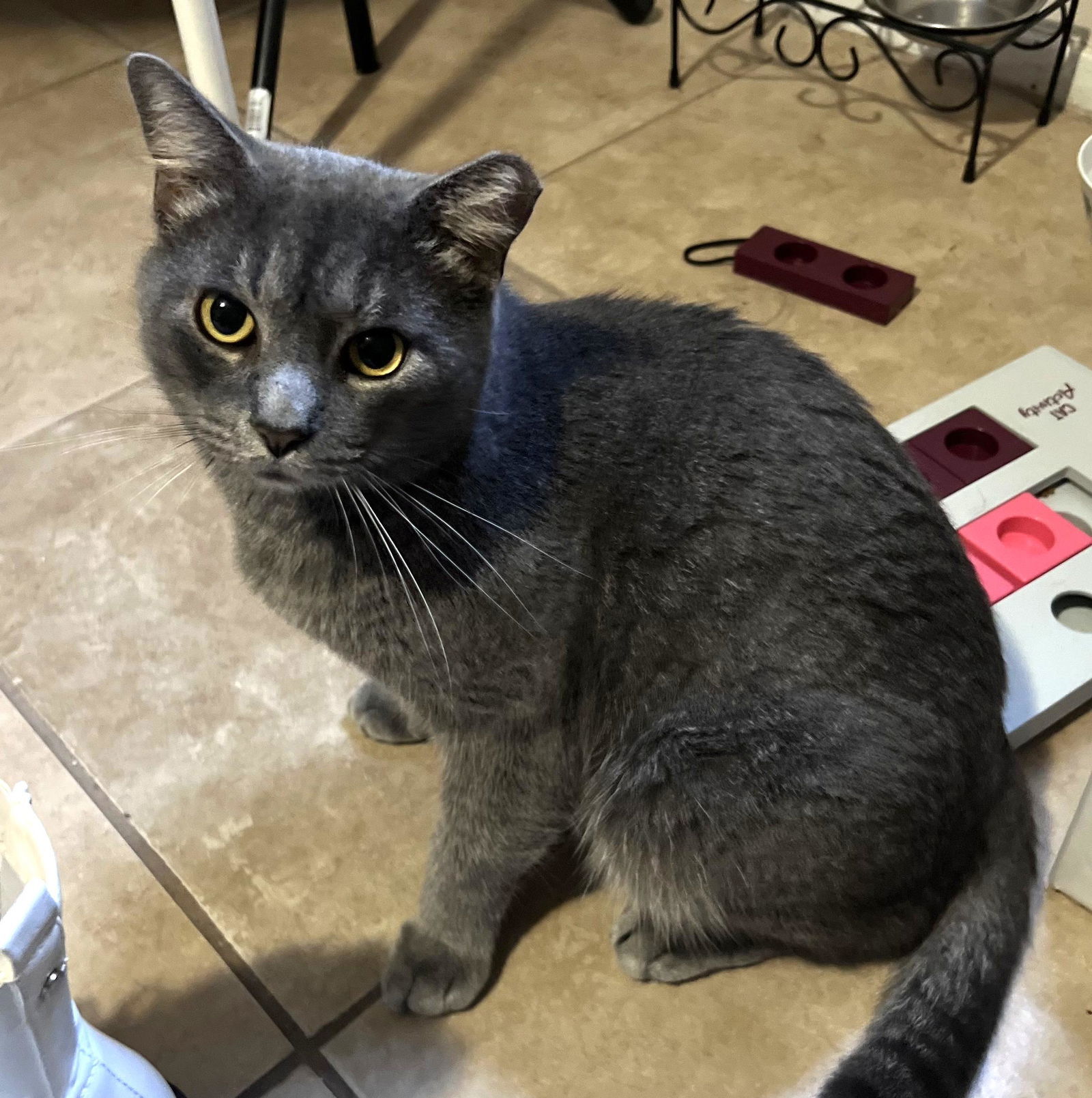 Liam #wooly-wonder, an adoptable Chartreux, British Shorthair in Houston, TX, 77005 | Photo Image 3