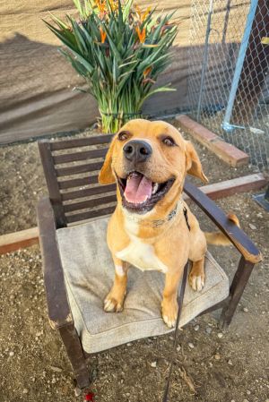 Confetti, Young Male Labrador Retriever