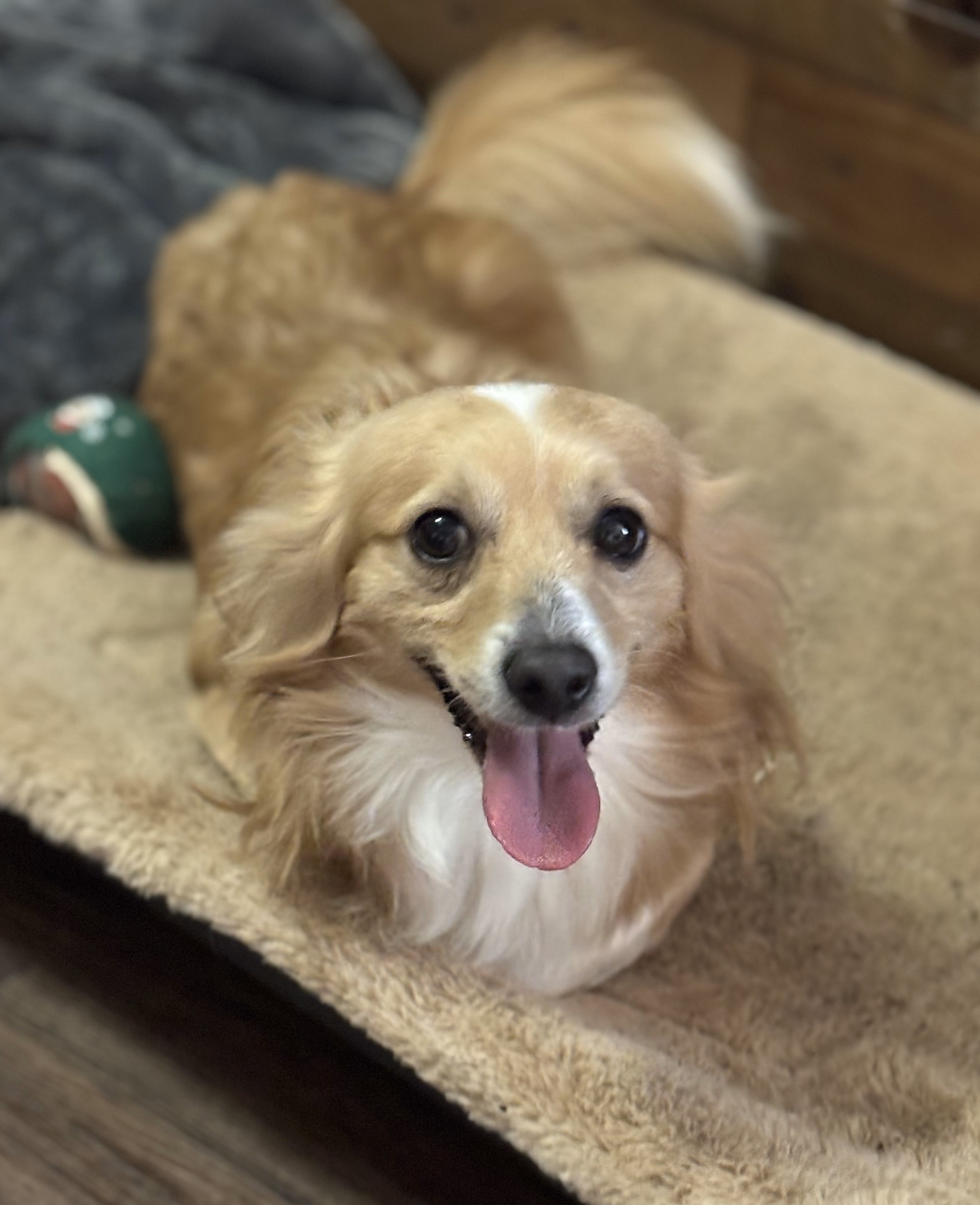 Bill, an adoptable Pembroke Welsh Corgi, Papillon in Arlington, TX, 76013 | Photo Image 1
